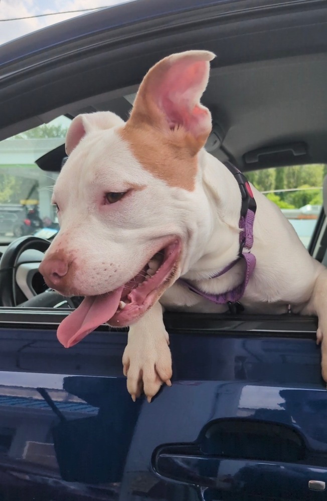 Hazel (Zuri Litter) 2