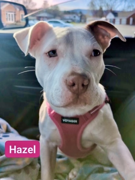 Hazel (Zuri Litter) 3