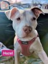 Hazel (Zuri Litter) photo 3