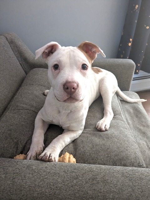 Hazel (Zuri Litter) 4
