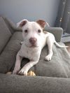 Hazel (Zuri Litter) photo 4