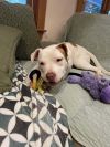 Hazel (Zuri Litter) photo 5