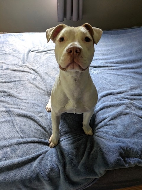 Hazel (Zuri Litter) 6