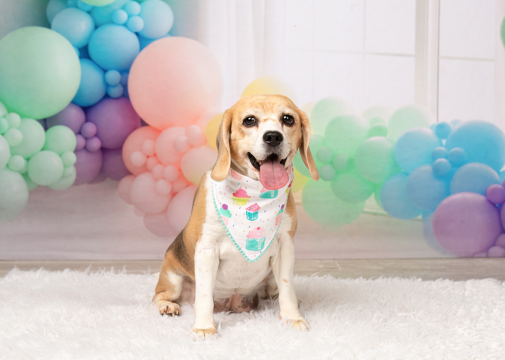 Rosie (Bonded with Ruby)