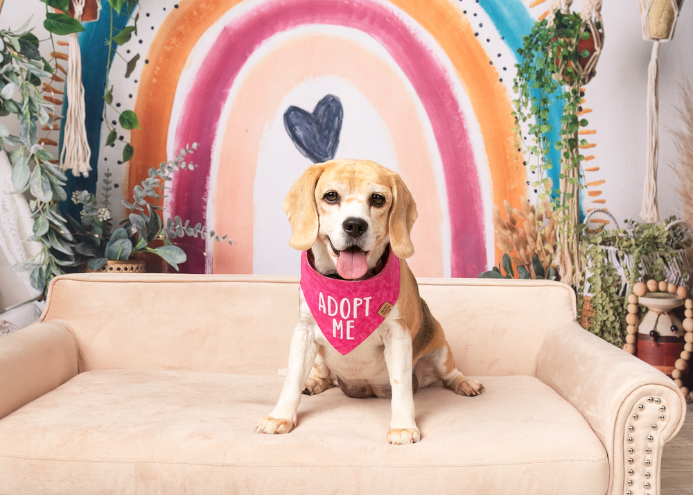 Rosie (Bonded with Ruby)