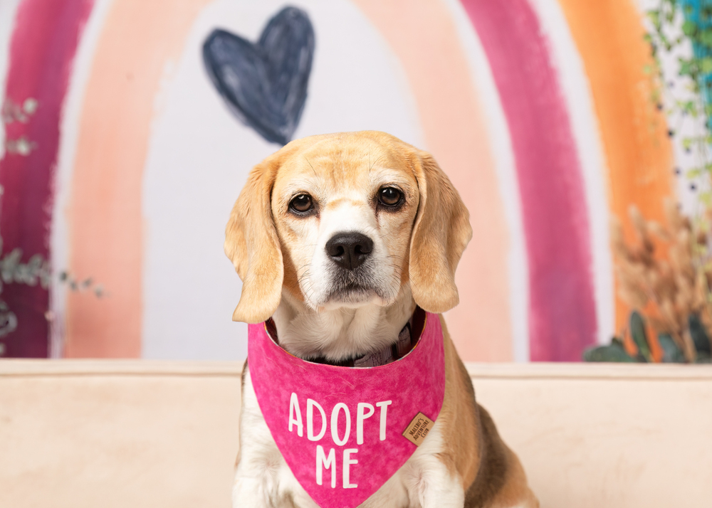 Rosie (Bonded with Ruby)