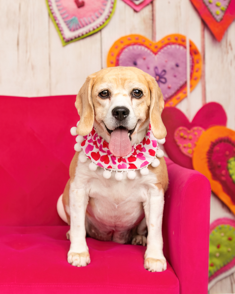 Rosie (Bonded with Ruby)