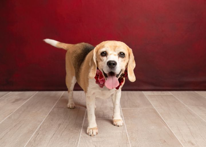 Rosie (Bonded with Ruby) 5