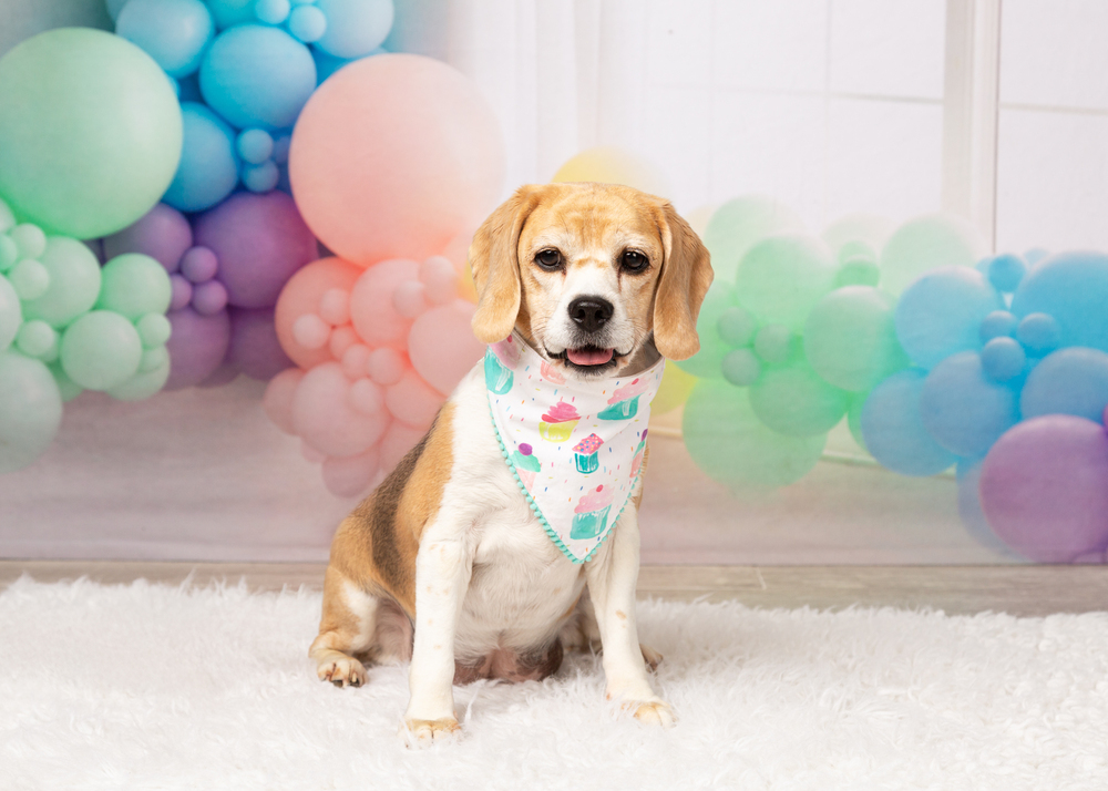 Rosie (Bonded with Ruby)