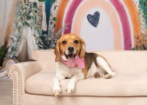Ruby (Bonded with Rosie)