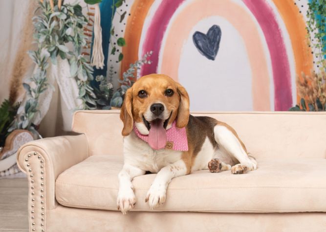 Ruby (Bonded with Rosie)