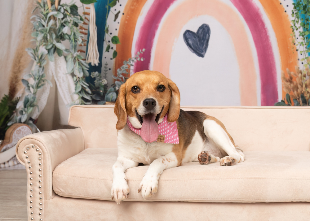 Ruby (Bonded with Rosie)