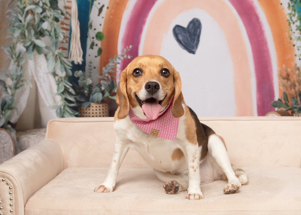 Ruby (Bonded with Rosie)