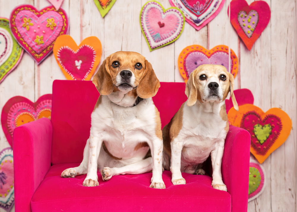 Ruby (Bonded with Rosie)