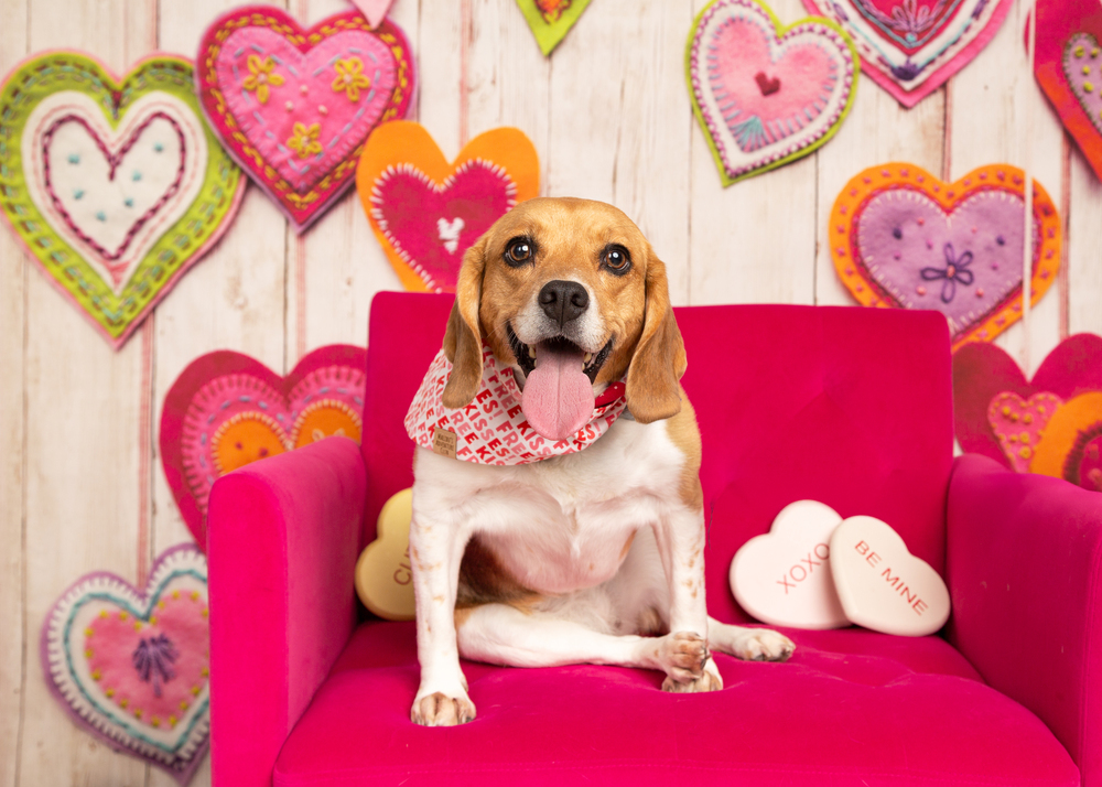 Ruby (Bonded with Rosie)