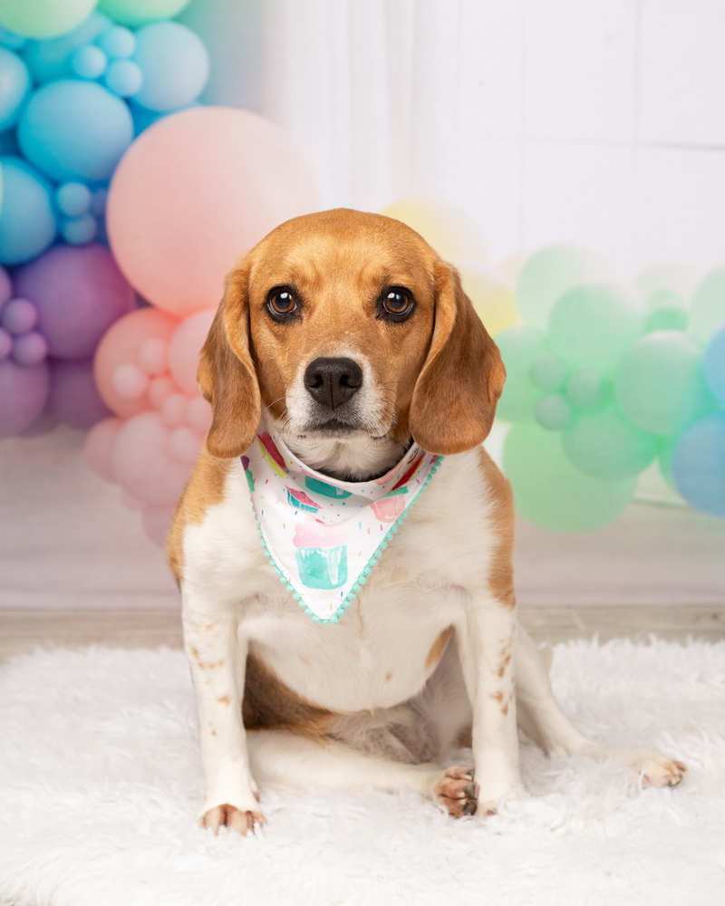 Ruby (Bonded with Rosie)