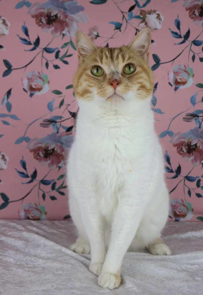 Taz 1