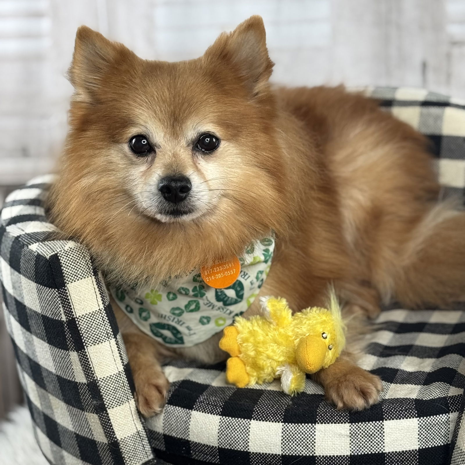 Cheetos, an adoptable Pomeranian in Garland, TX, 75040 | Photo Image 1