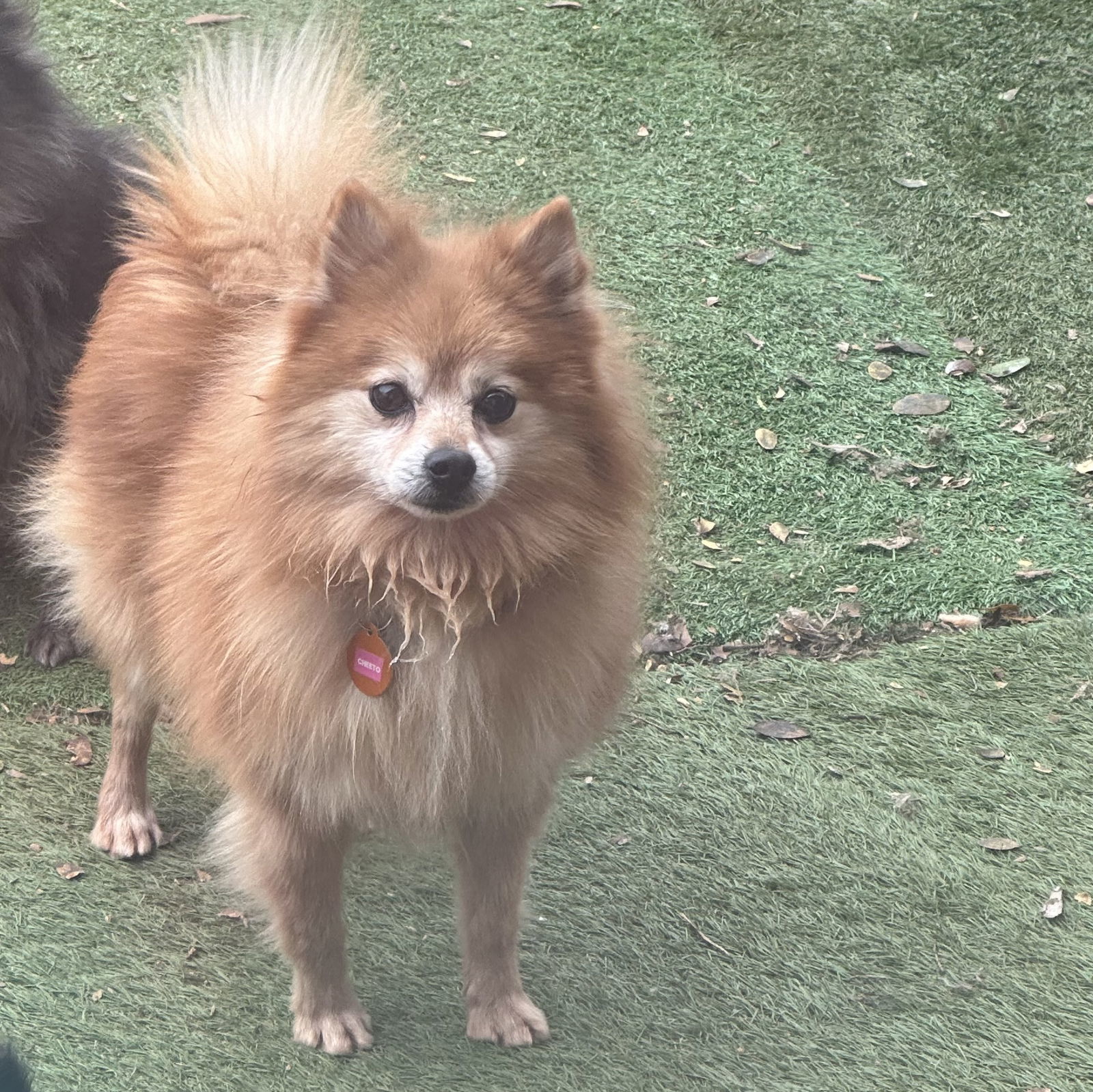 Cheetos, an adoptable Pomeranian in Garland, TX, 75040 | Photo Image 2