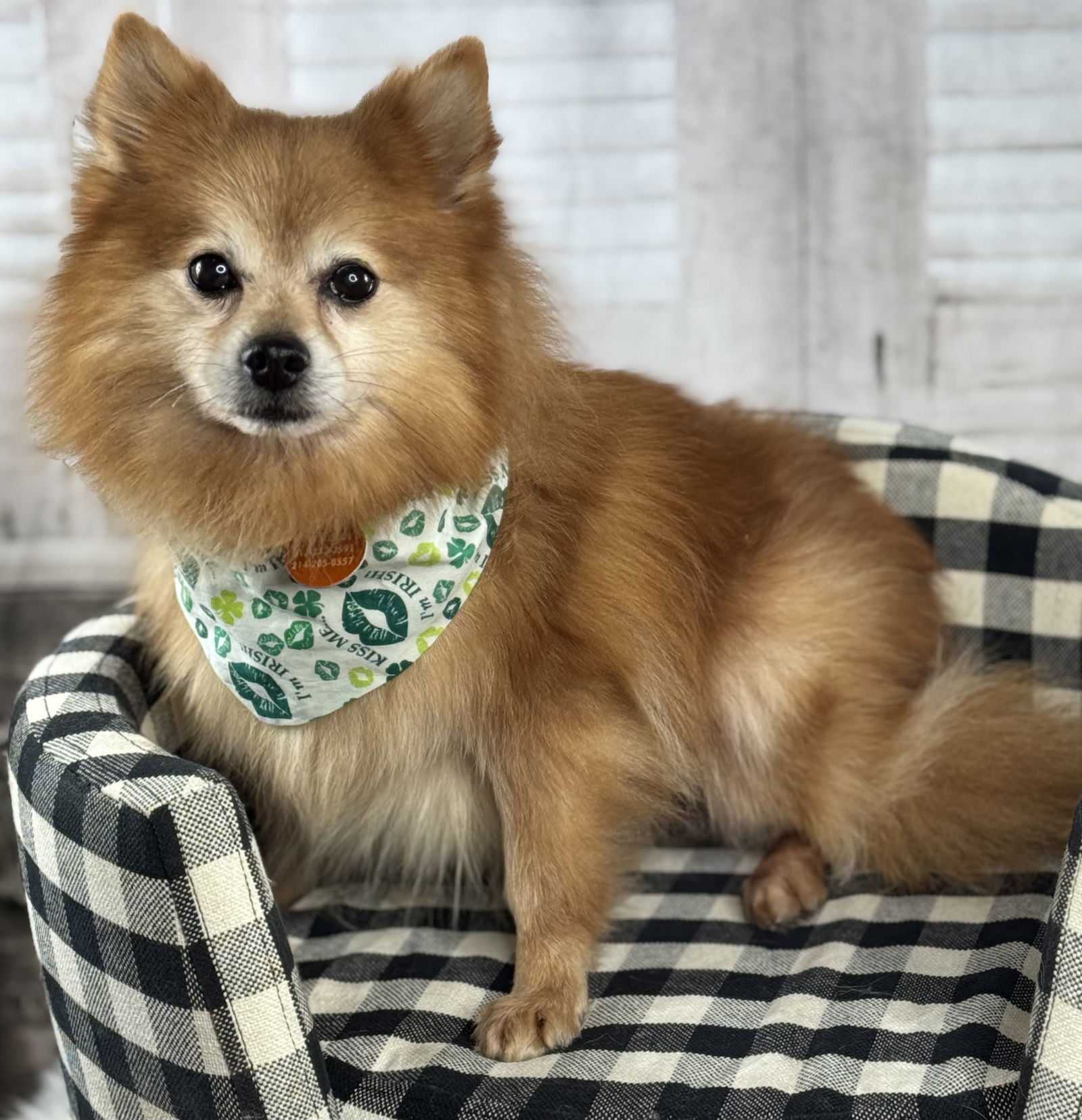 Cheetos, an adoptable Pomeranian in Garland, TX, 75040 | Photo Image 3