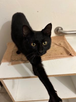 Elvis