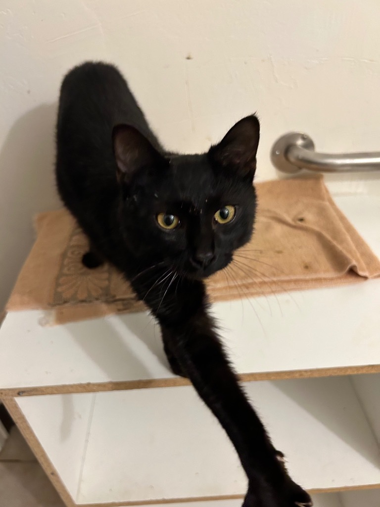 Elvis, an adoptable Manx in Grand Junction, CO, 81501 | Photo Image 1