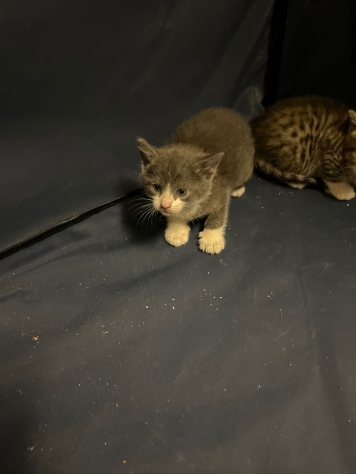 Huck/ Earl Grey 2