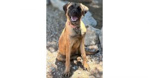 Buttercup, Baby Female Dutch Shepherd