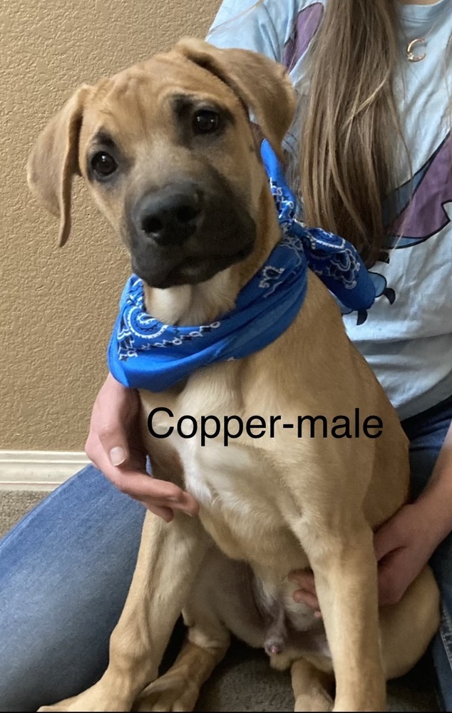 Copper 2