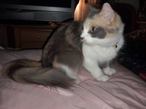 Patches, Adult Female Calico