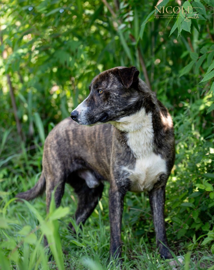 Shorty, an adoptable Affenpinscher in Henderson, KY, 42420 | Photo Image 1