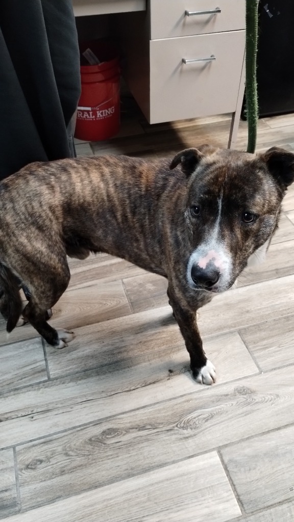 Shorty, an adoptable Affenpinscher in Henderson, KY, 42420 | Photo Image 2