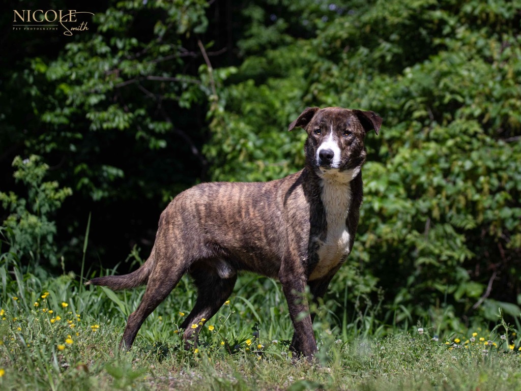 Shorty, an adoptable Affenpinscher in Henderson, KY, 42420 | Photo Image 3