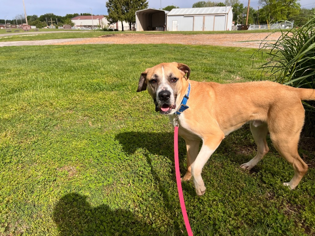 Charles, an adoptable Affenpinscher, Great Dane in Henderson, KY, 42420 | Photo Image 4