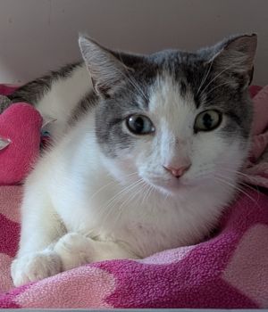 Miller, Adult Male Domestic Short Hair
