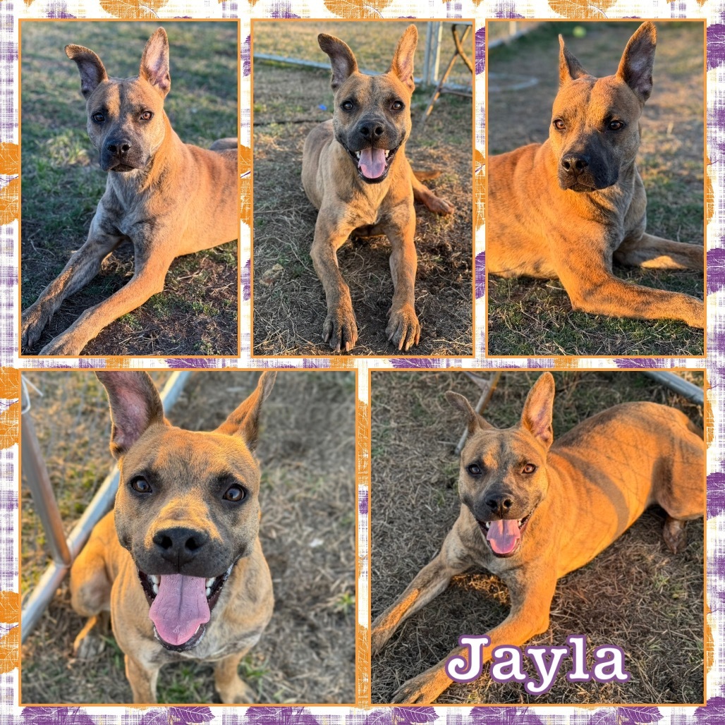 Jayla