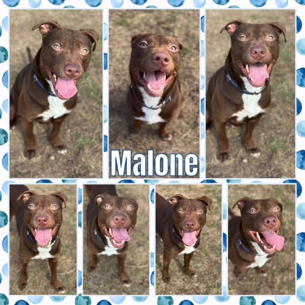 Malone
