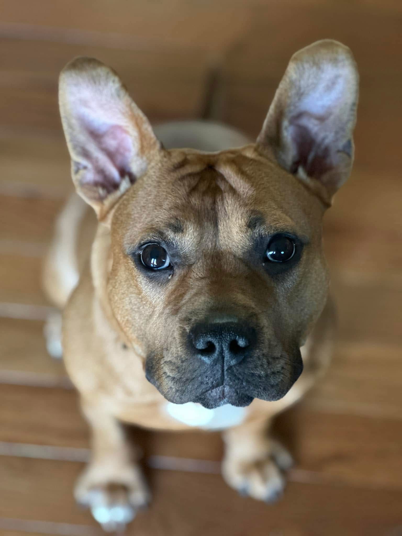 Ember