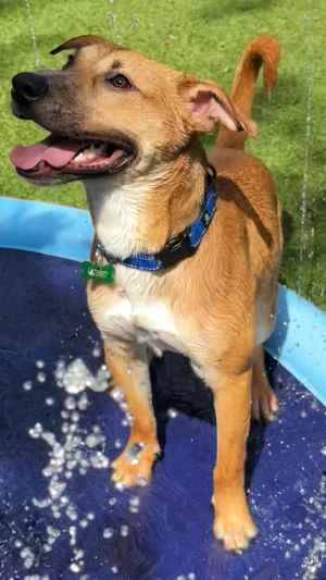 Harry Houdini, Young Male Terrier