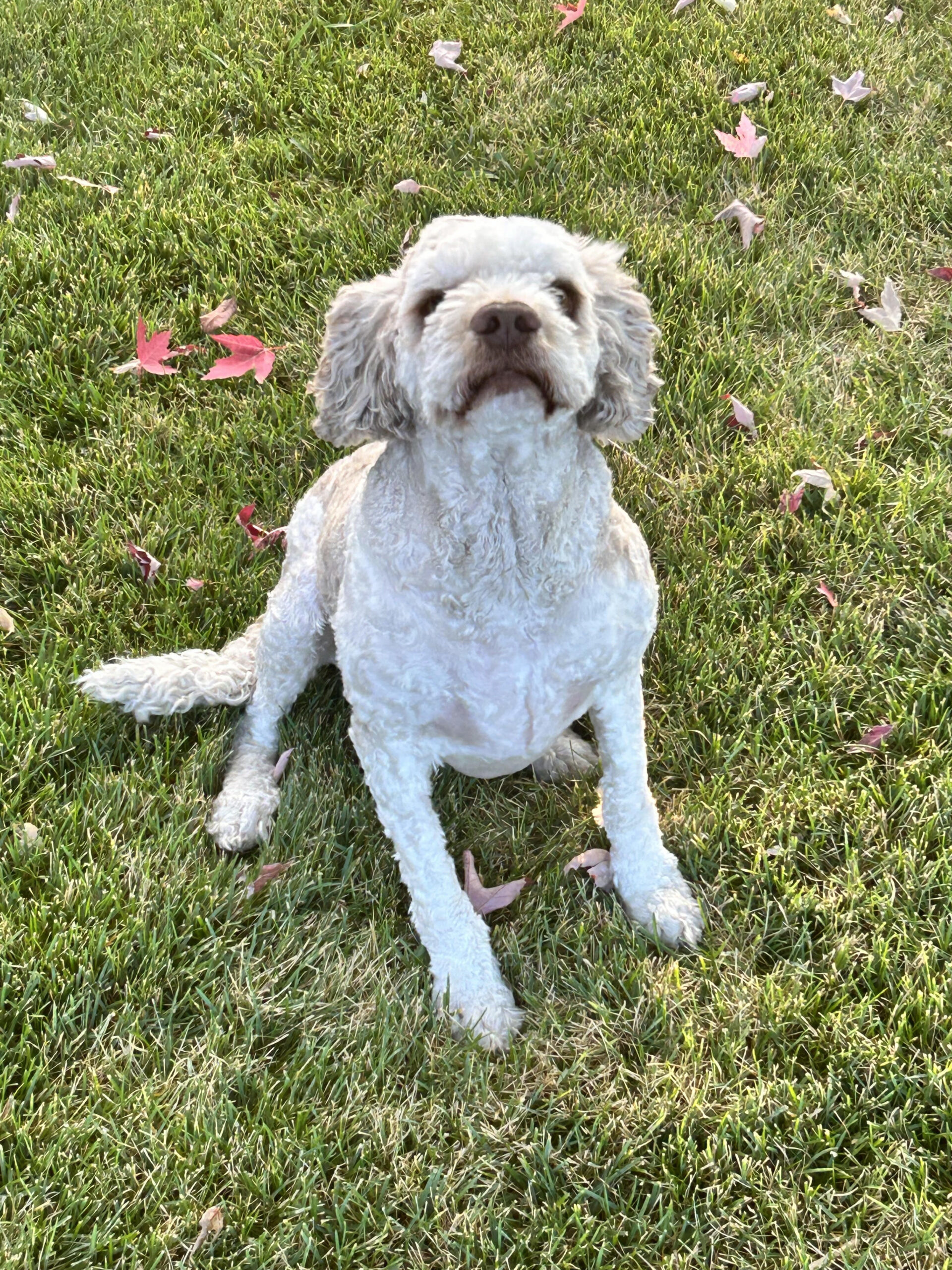 Buster U 25018, an adoptable Cockapoo, Cocker Spaniel in Parker, CO, 80134 | Photo Image 1