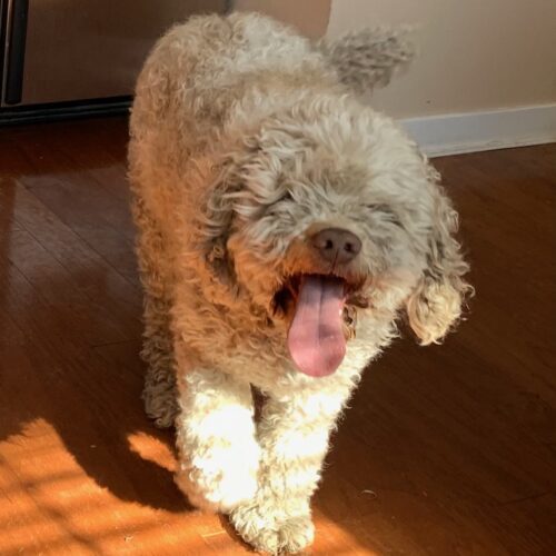 Buster U 25018, an adoptable Cockapoo, Cocker Spaniel in Parker, CO, 80134 | Photo Image 2
