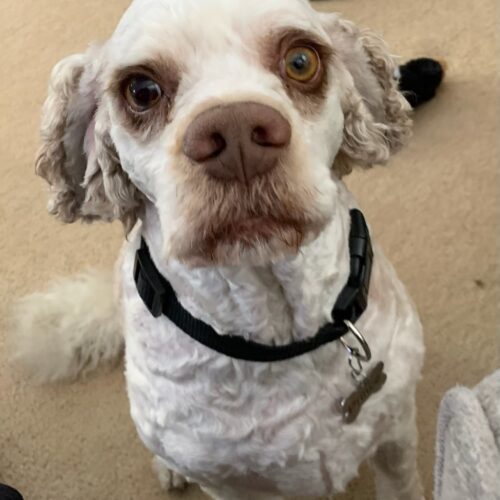 Buster U 25018, an adoptable Cockapoo, Cocker Spaniel in Parker, CO, 80134 | Photo Image 3
