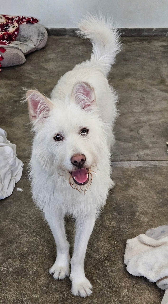 NAMU, an adoptable Jindo, Airedale Terrier in Agoura Hills, CA, 91301 | Photo Image 1
