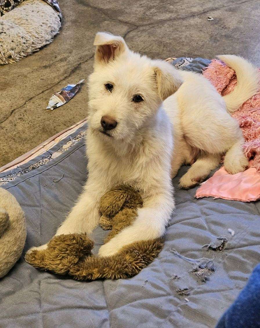 NAMU, an adoptable Jindo, Airedale Terrier in Agoura Hills, CA, 91301 | Photo Image 2