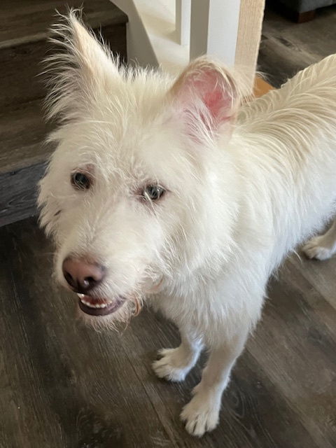NAMU, an adoptable Jindo, Airedale Terrier in Agoura Hills, CA, 91301 | Photo Image 3