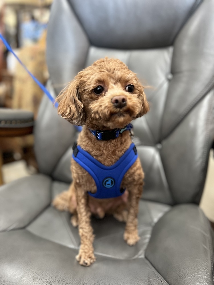 Copper