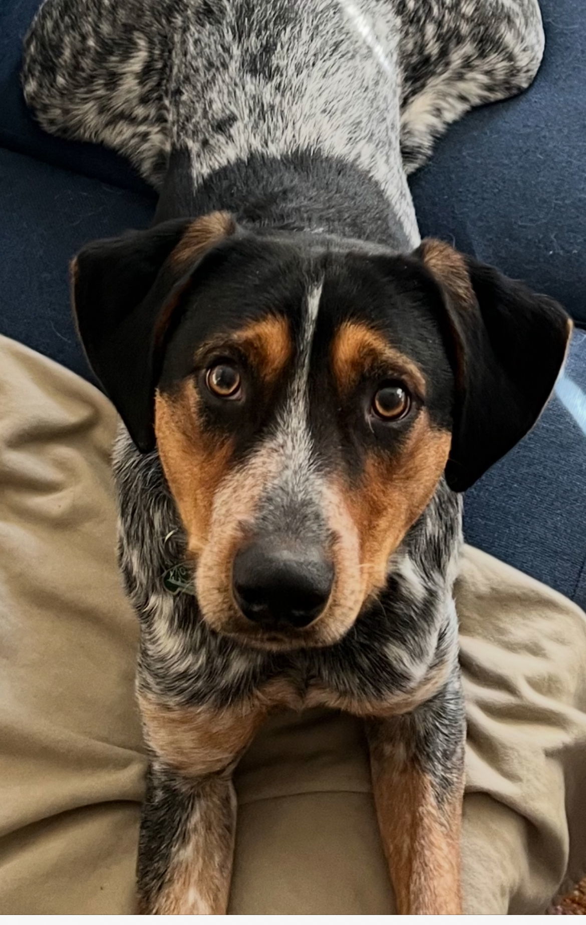 Indy **Located in Blacksburg, VA