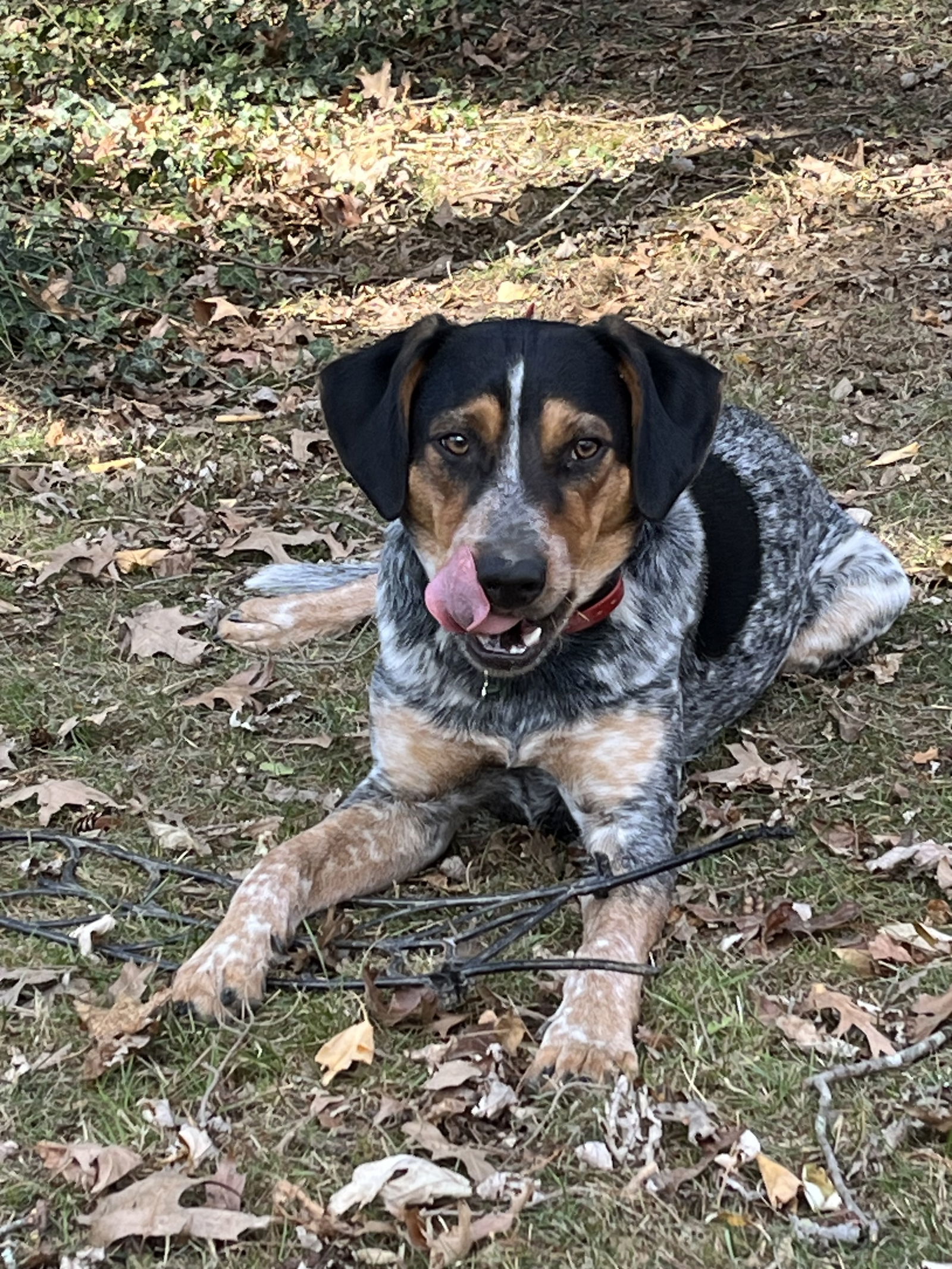 Indy **Located in Blacksburg, VA