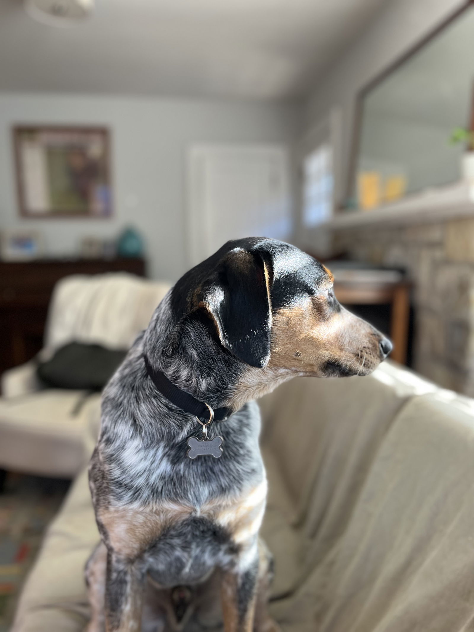 Indy **Located in Blacksburg, VA