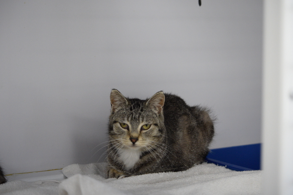 Buttercup, an adoptable Domestic Short Hair in Salmon, ID, 83467 | Photo Image 1
